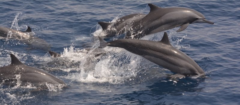 Dolphins jumping in Sri Lanka