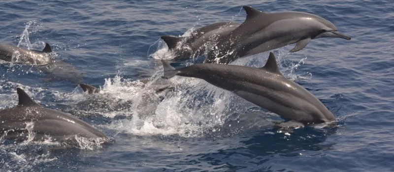 Dolphins jumping in Sri Lanka
