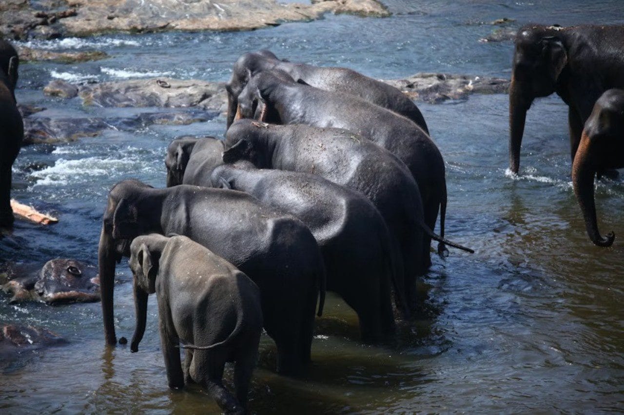 Pinnawala Elephant Orphanage