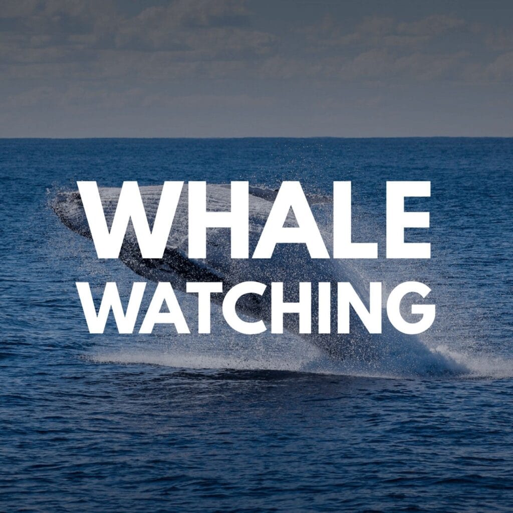 mirissa whale watching