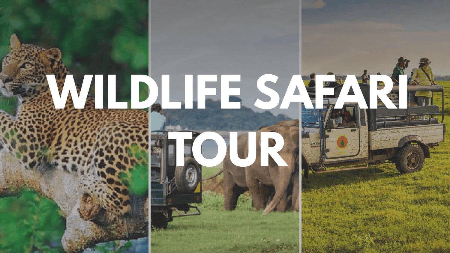 Wildlife Safari Tour