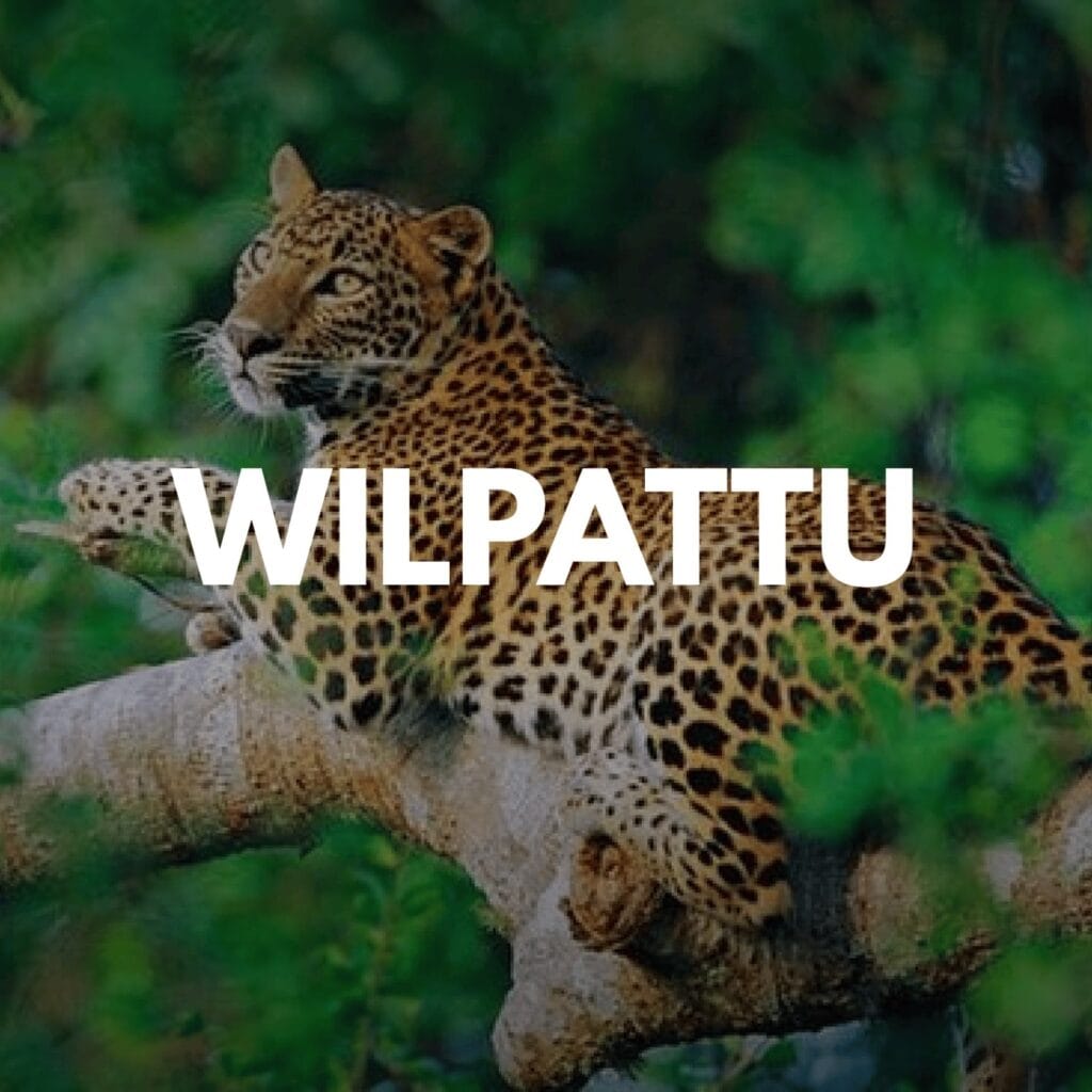 wilpattu safari