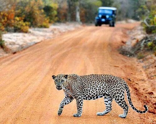 Leopard in Wilpattu