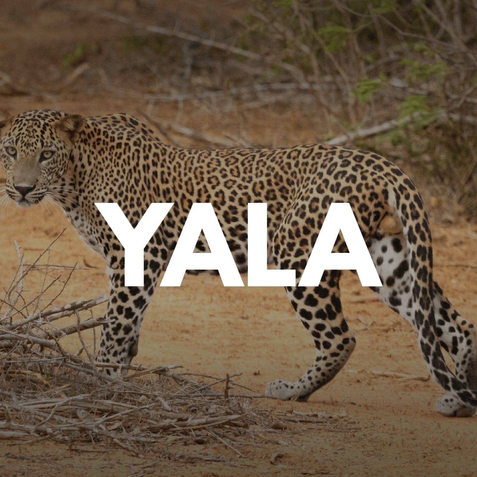 Yala Safari
