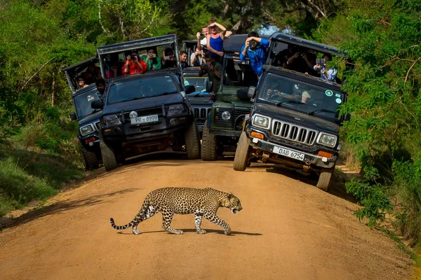 Yala Safari Jeep