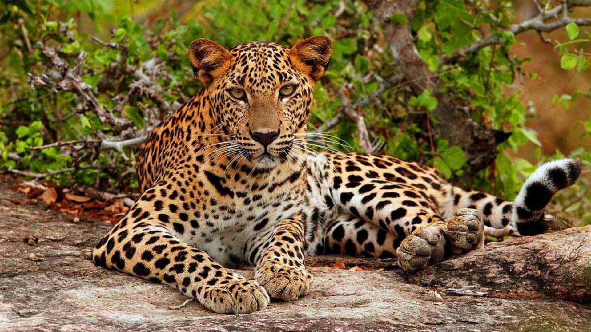 Yala Safari Day Tour