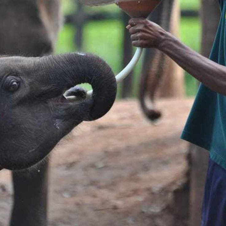 Udawalawe 2 Udawalawe Elephant Transit Home Feeding