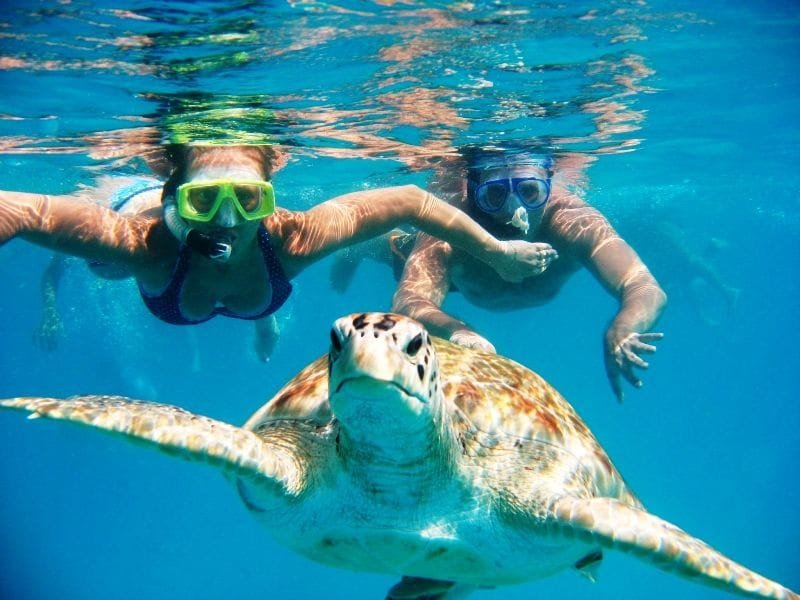 Hikkaduwa 3 Giant Sea Turtles Hikkaduwa Beach