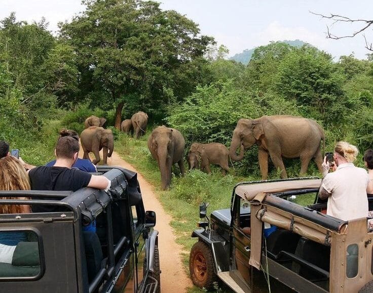 Habarana 4 Hurulu Eco Park Jeep Safari