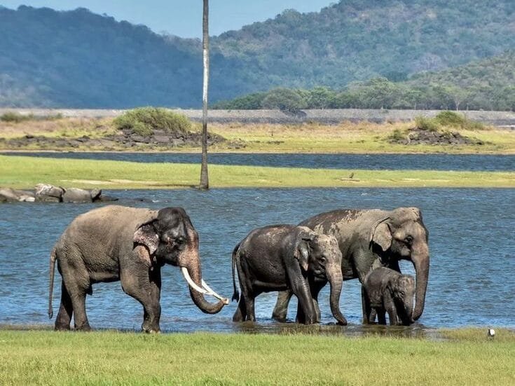 Habarana 3 Kaudulla National Park Safari