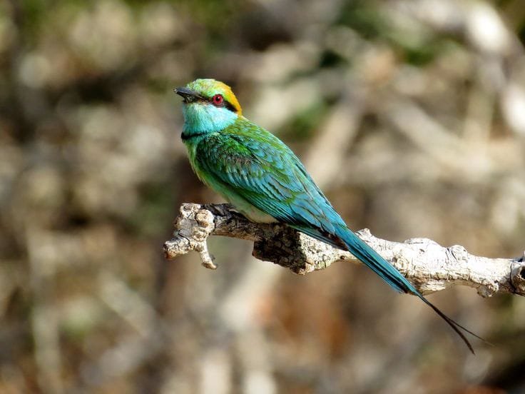 Yala 4 Bird Watching Kumana National Park