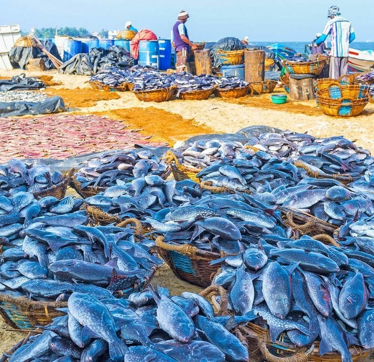 Negombo 2 Lellama Negombo Fish Market