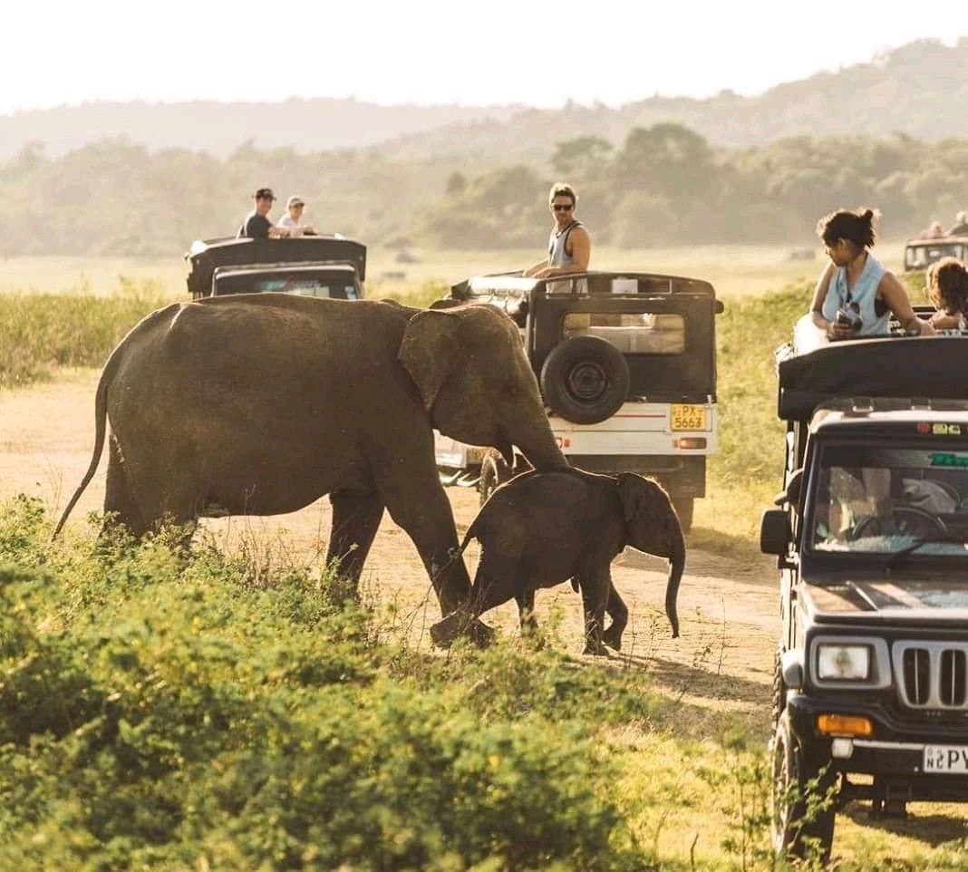 Habarana 1 Minneriya National Park Elephant Gathering