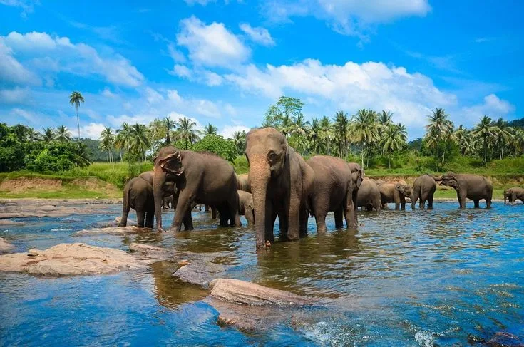Destinations 18 Pinnawala