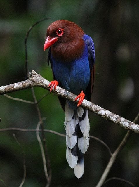 Sinharaja Rainforest 2 Bird Watching Sinharaja Endemic Birds