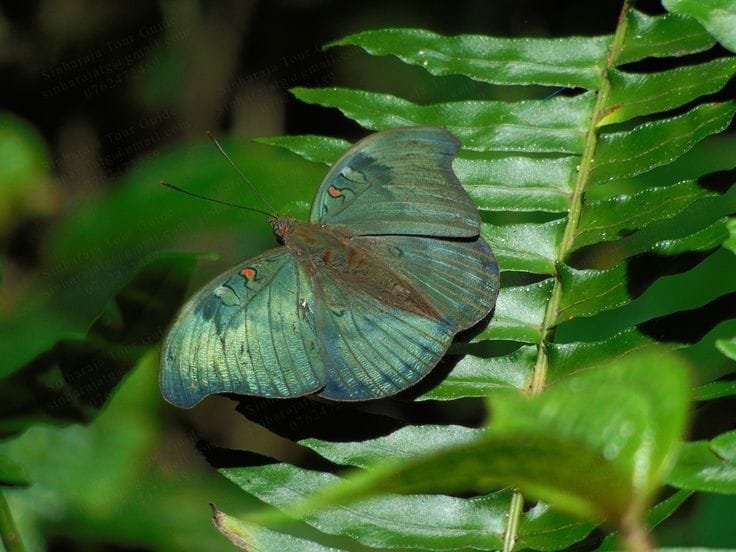 Sinharaja Rainforest 4 Green Pit Viper Reptiles Sinharaja