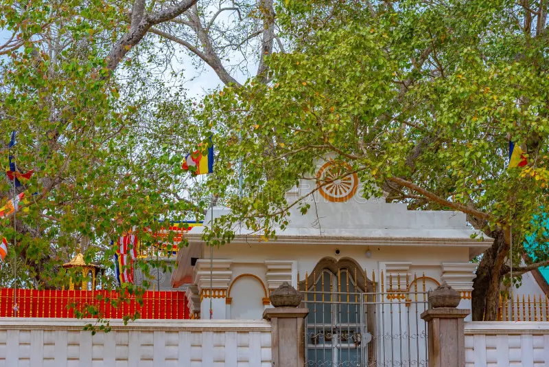 Anuradhapura 1 Jaya Sri Maha Bodhi temple Anuradhapura Sri Lanka