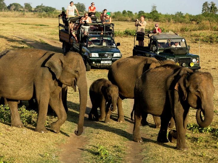 Udawalawe 1 Udawalawe National Park Elephant Safari