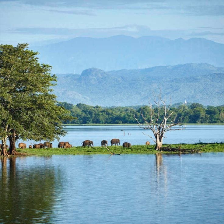 Udawalawe 3 Udawalawe Reservoir Landscape