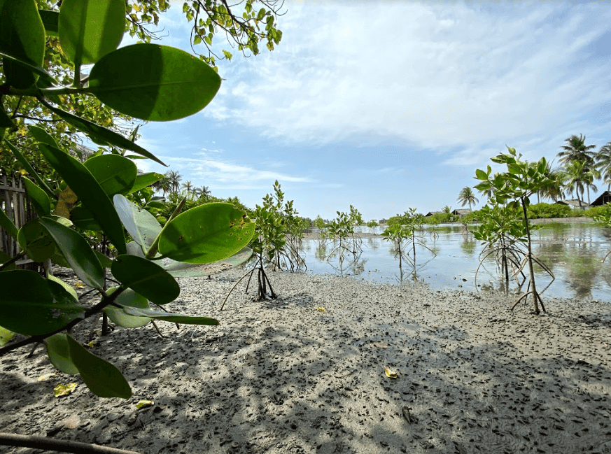 Mangroves and Nature Kalpitiya Lagoon