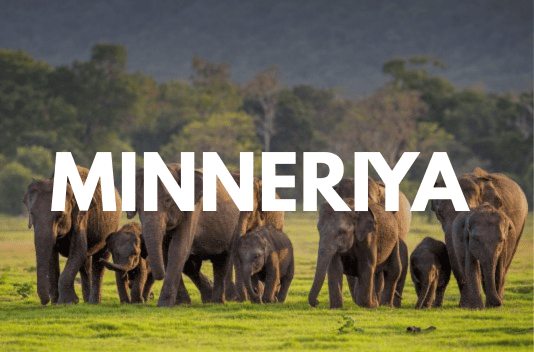 Minneriya Safari