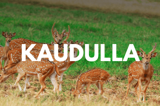Kaudulla Safari