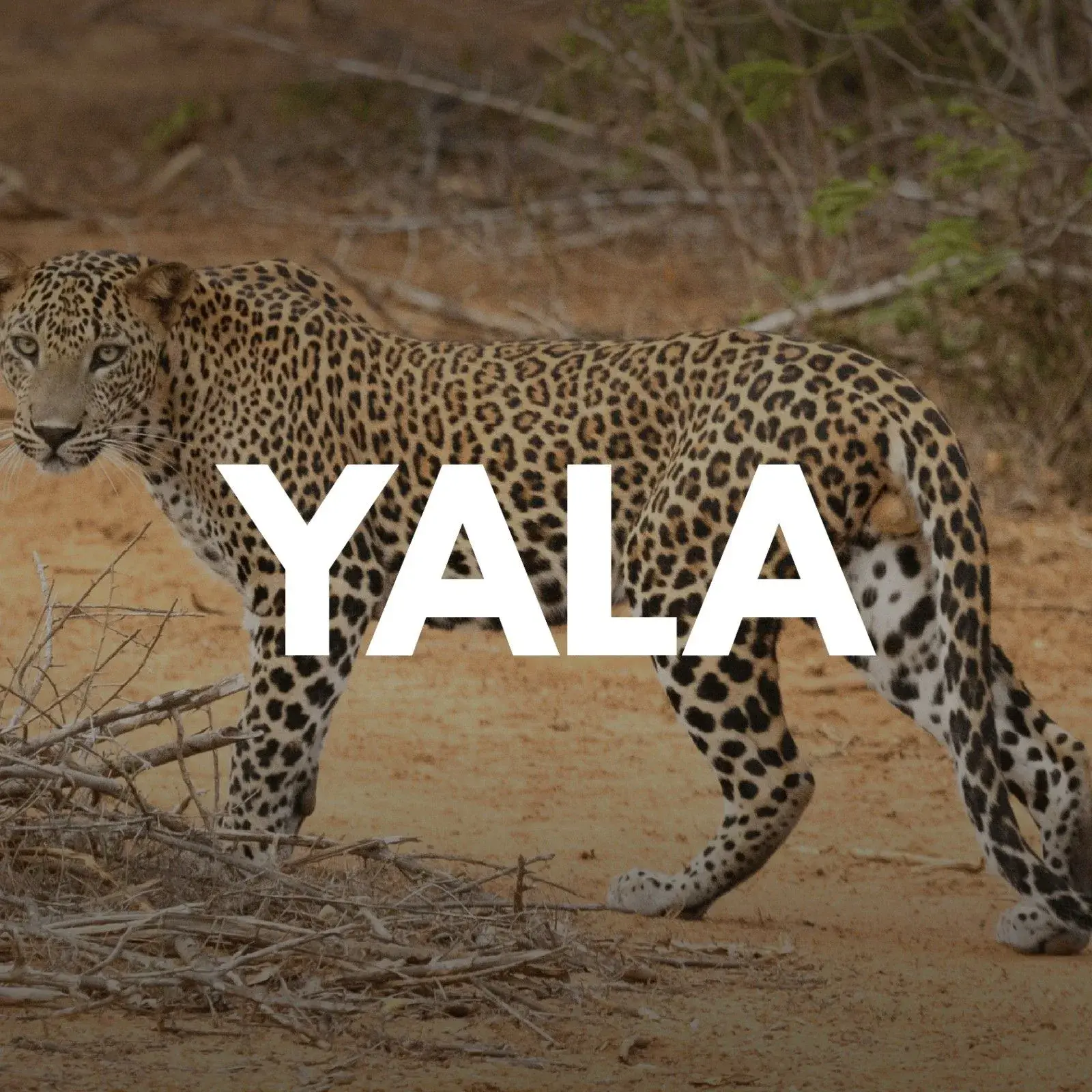 The Yala Safari Experience