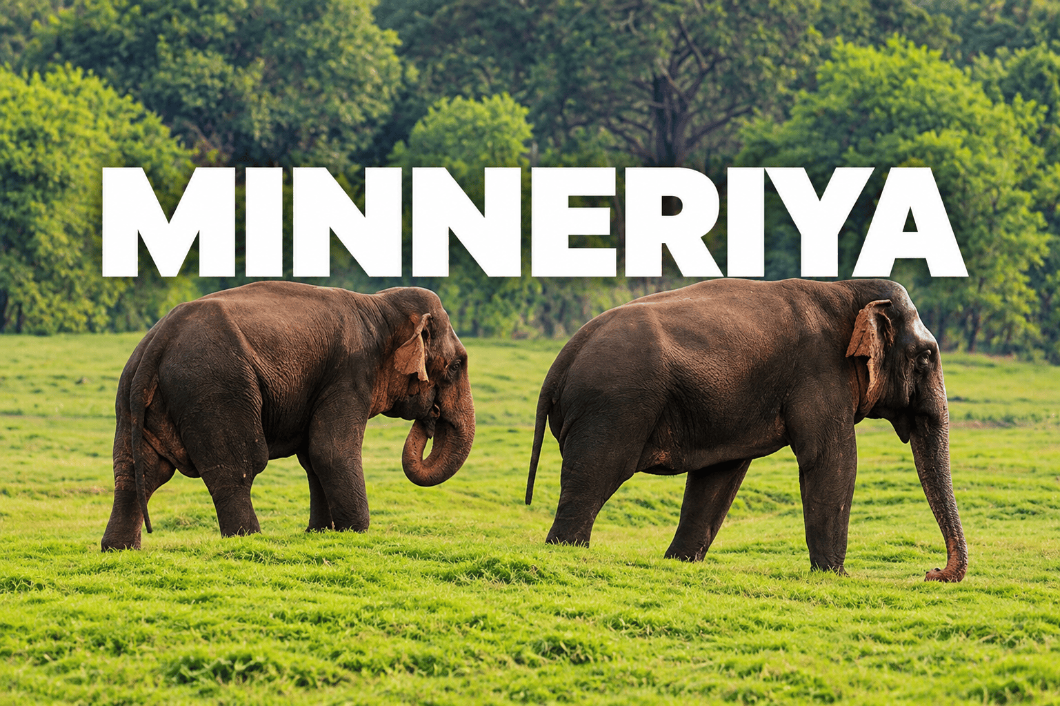 Minneriya Safari Experience